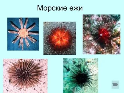 Сообщение о морском еже