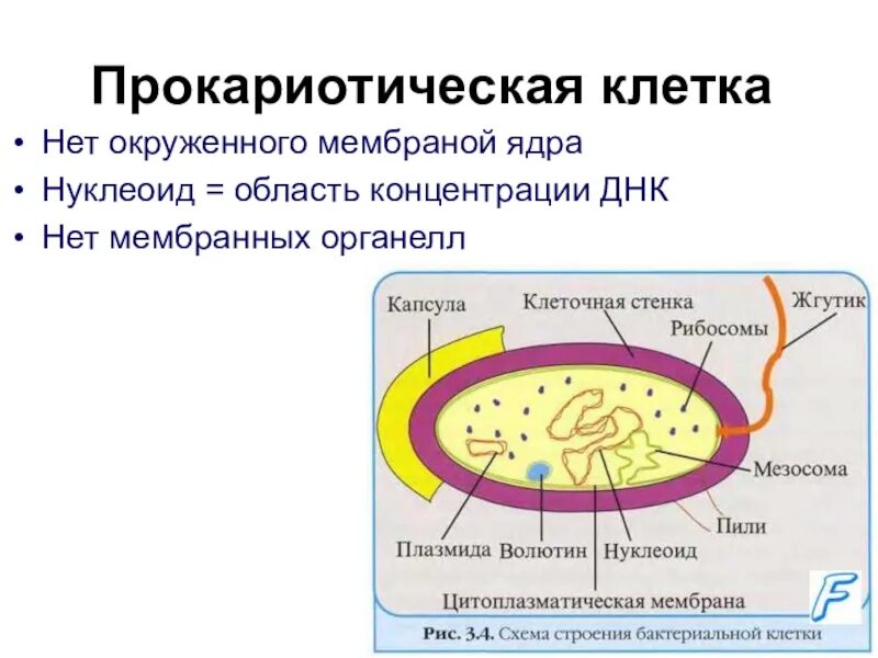 Клетки прокариот не имеют ядра