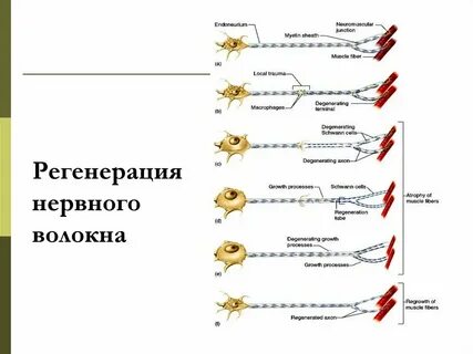 В регенерации нервных волокон основная роль принадлежит