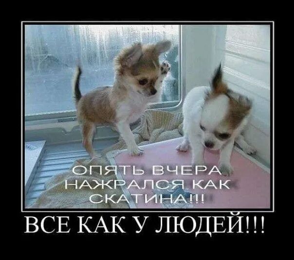 Ревнующей жене ее прическа вот