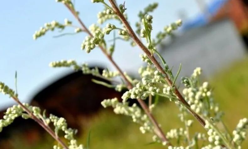 Полынь самое горькое растение российской флоры