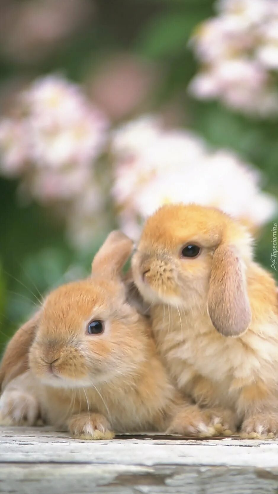 Rabbit 2