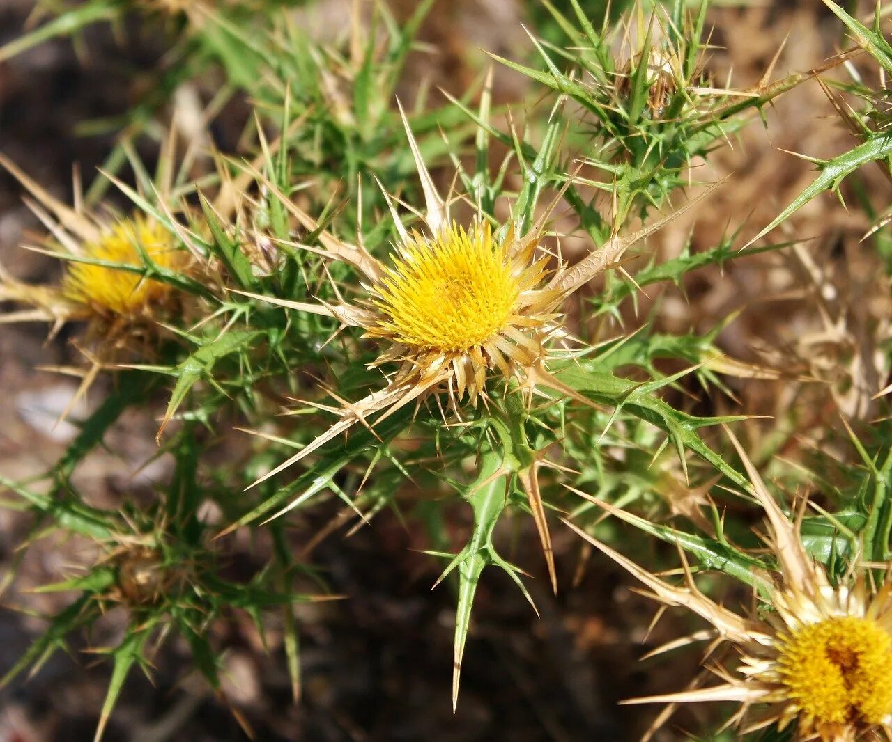 Бодяк обыкновенный чертополоховые. Колючее растение 6. Склерофиты синеголовник. Чертополох бодяк и татарник. Чертополох бутон.