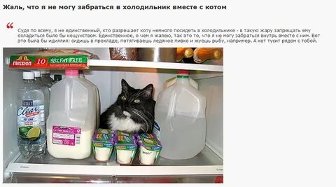 Мой кот немного другой