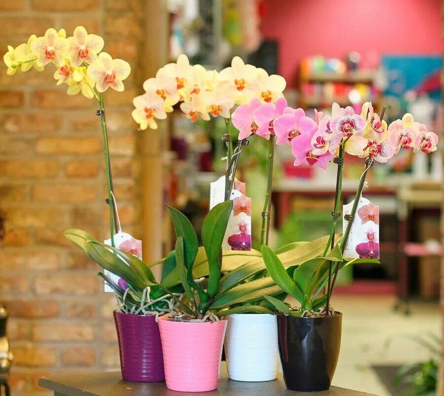 Как ухаживать за орхидеей после магазина. Орхидея фаленопсис. Родина орхидеи фаленопсис. Фаленопсис Цветущий. Комнатный цветок Орхидея фаленопсис.