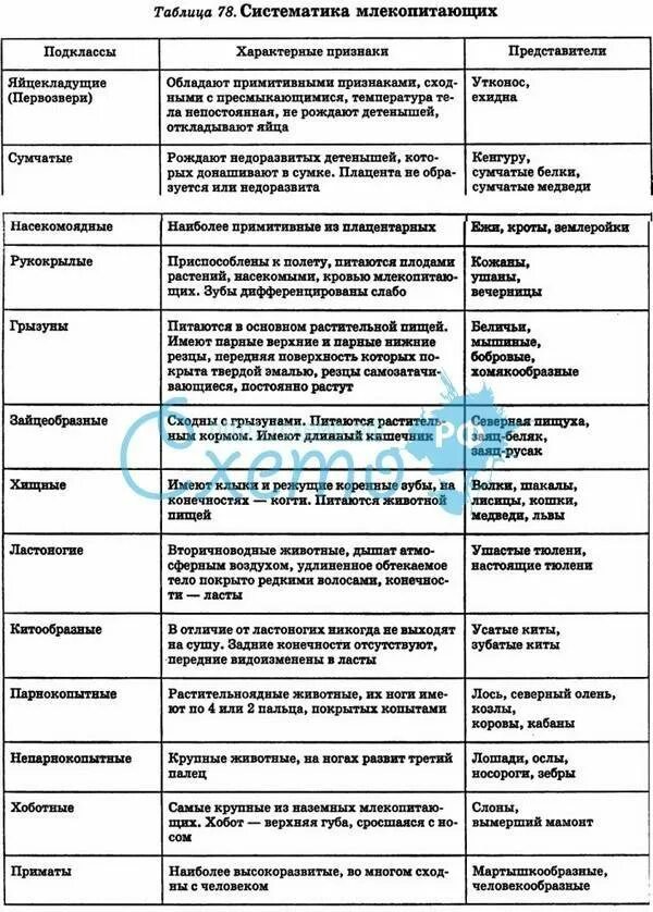 Отряды класса млекопитающих таблица. Отряды млекопитающих и их признаки таблица. отряды млекопитающих таблица 7 класс биология. общая характеристика млекопитающих 7 класс биология таблица. общая характеристика отрядов млекопитающих таблица 7 класс.