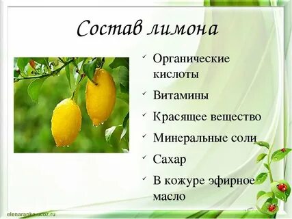 Лимон фрукт или овощ или ягода