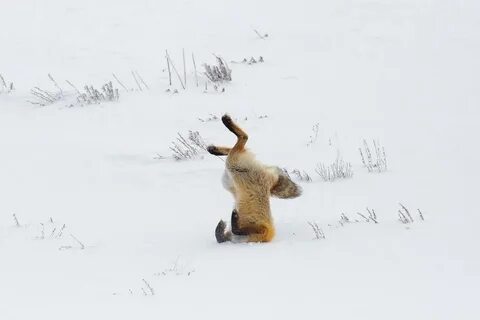 Into the snow