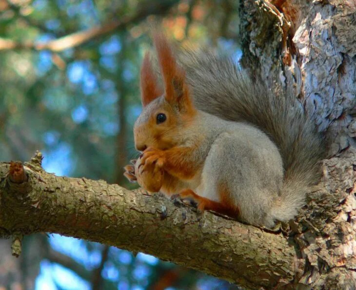 Животные леса белка бельчонок. Желтогорлая белка. Голубая белка. Белка смешанный лес. Белка в лиственном лесу.