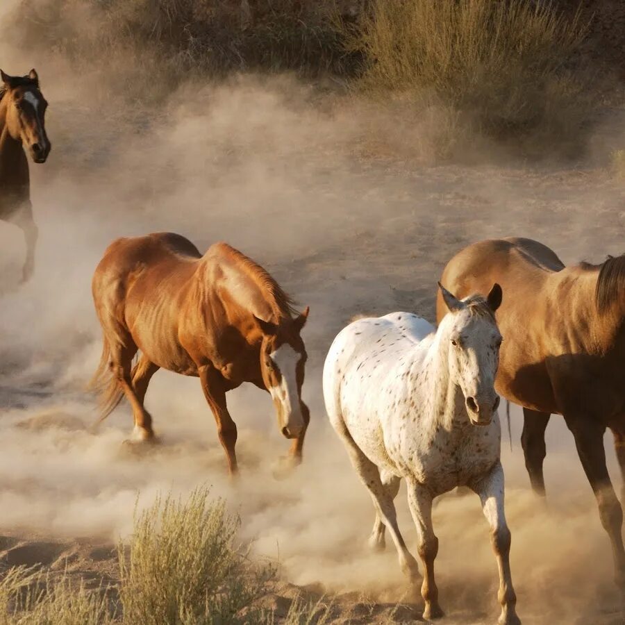 Horse away. Horse away. Horse away. Horse away. Девушка обнимает лошадь.