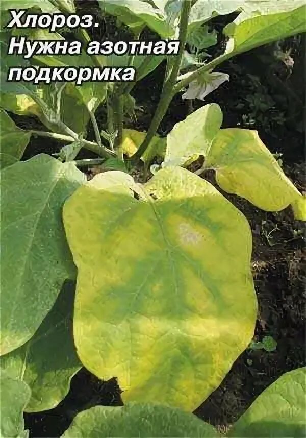 Хлороз рассады перцев. Хлороз баклажанов. Белая пятнистость на листьях баклажан. Хлороз петунии. Пожелтение рассады баклажан баклажан.