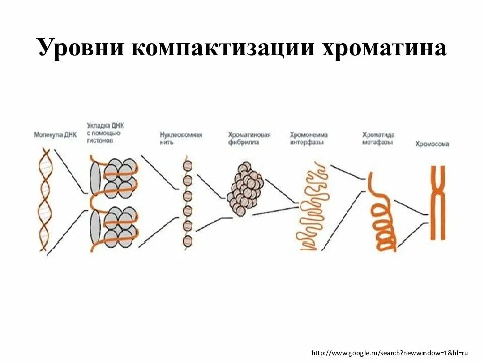 Уровни укладки днк в хроматине. Уровни укладки. Уровни организации хроматина строение. Уровни компактизации хроматина в ядре клетки. Уровни организации хромосом, хроматин.