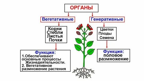 1 к вегетативным органам растений относится