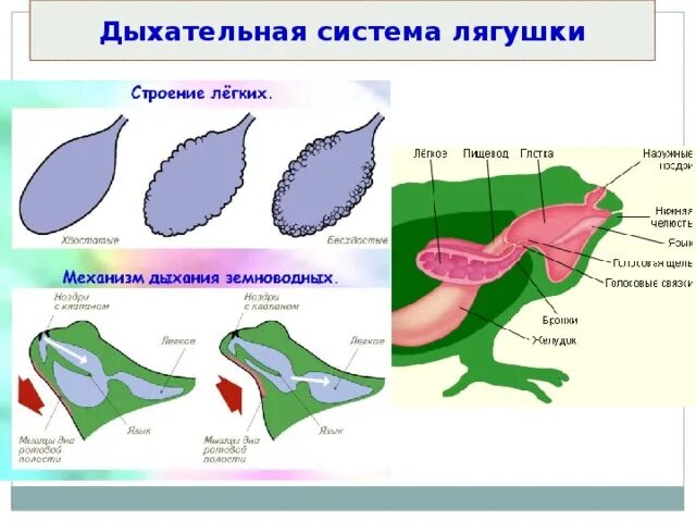 Функции дыхания у взрослых земноводных. Дыхательная система земноводных схема. строение дыхательной системы земноводных. дыхательная система земноводных амфибий. строение дыхательной системы лягушки.