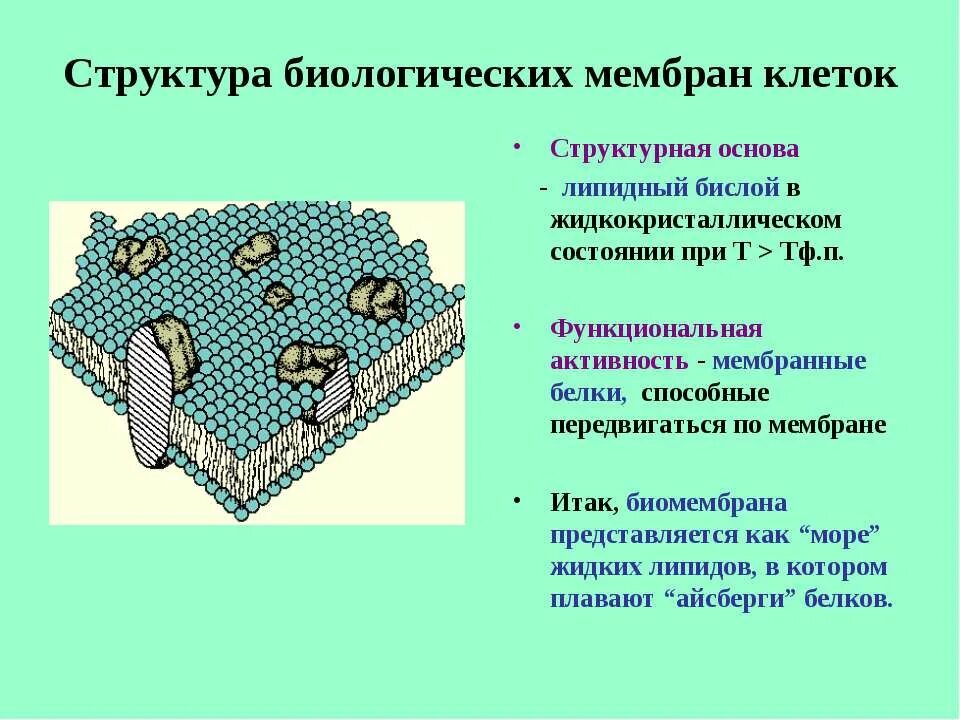 Клетка иерархия