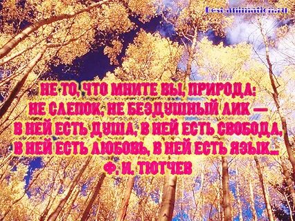 Какая красота природа высказывания