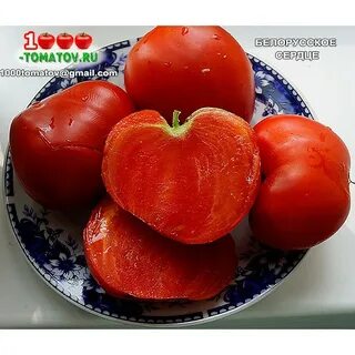 Томаты беларусь