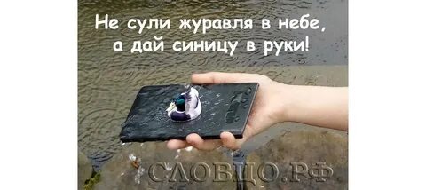 Не сули журавля в небе