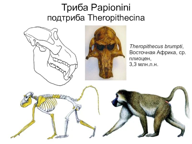 Theropithecus brumpti. Theropithecus Oswaldi. Динопитек. Мартышкообразные обезьяны презентация.