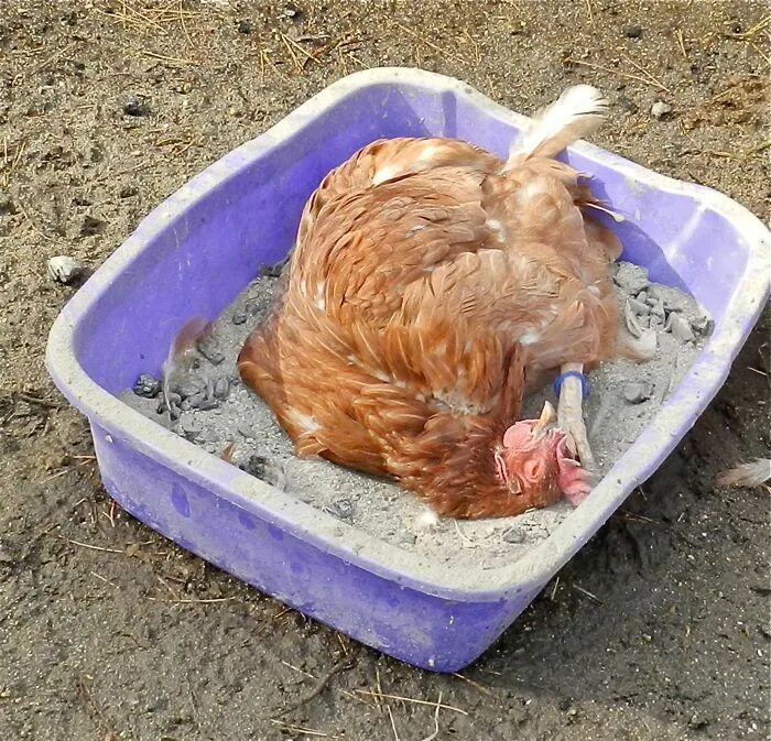 Chicken dust