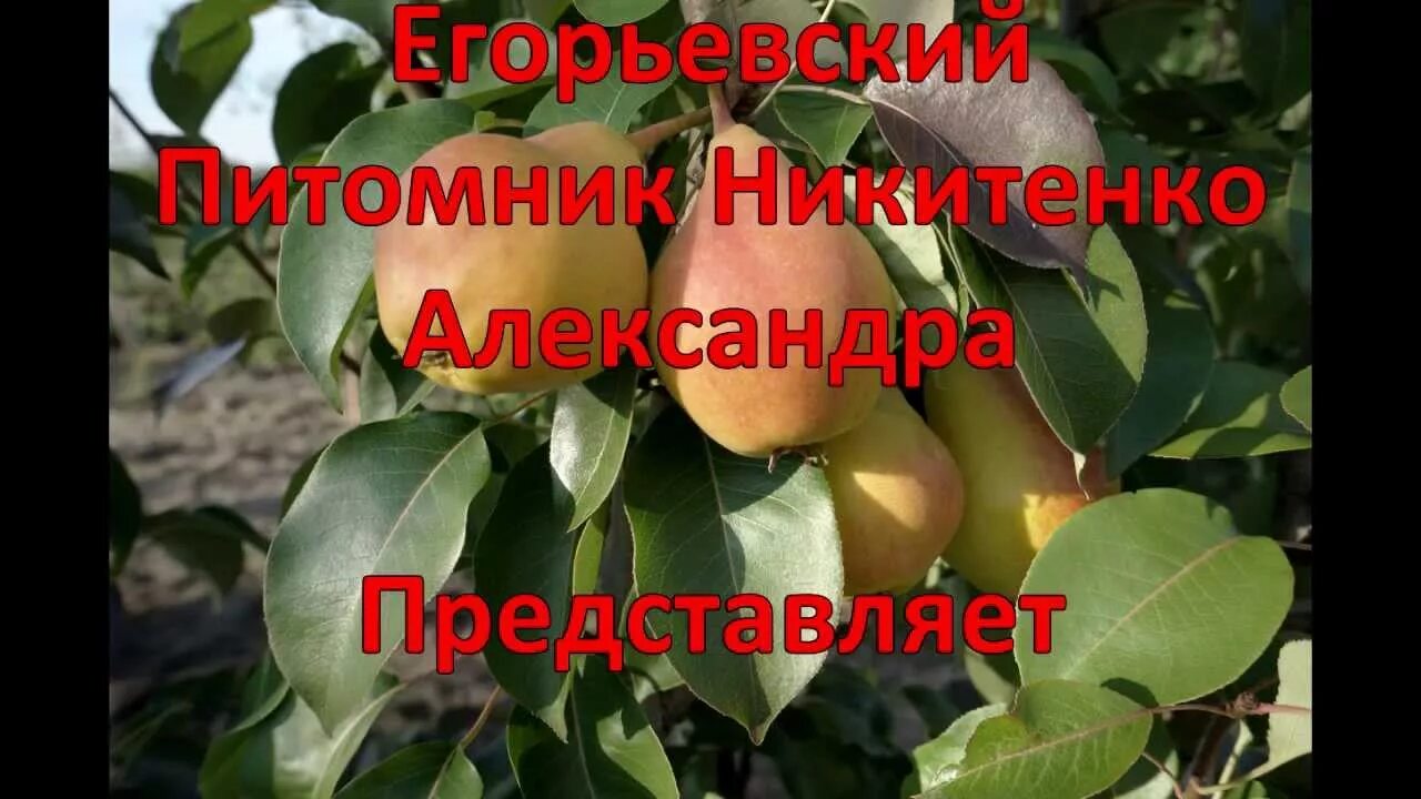 Каталог питомника никитенко. Питомник растений в егорьевске никитенко.