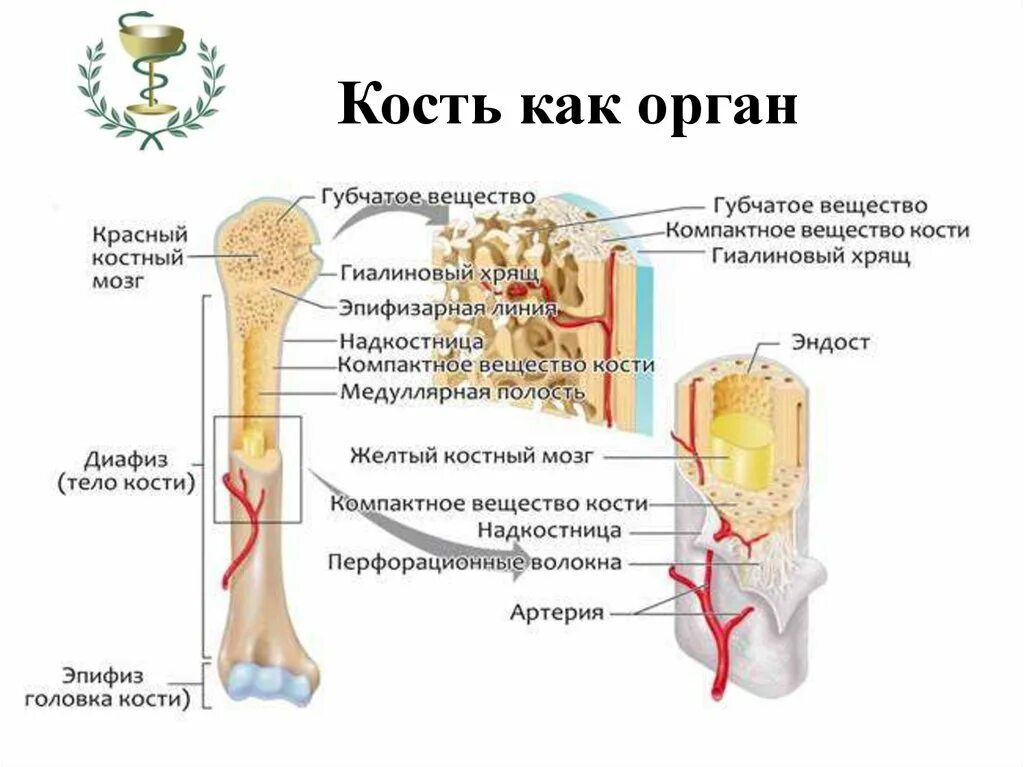 Красный мозг костей. Трубчатая кость красный костный мозг. Желтый костный мозг трубчатых костей. Строение трубчатой кости красный костный мозг. Трубчатая кость желтый костный мозг.