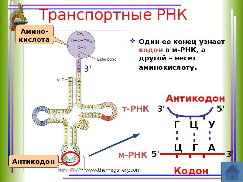 Биология задачи на биосинтез белка. Инициаторная ТРНК. Активные центры ТРНК. Метионил ТРНК. Инициаторная транспортная РНК И метионин.