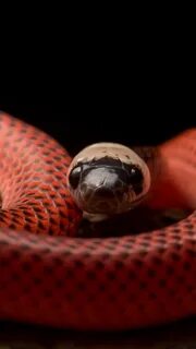 Включи snake