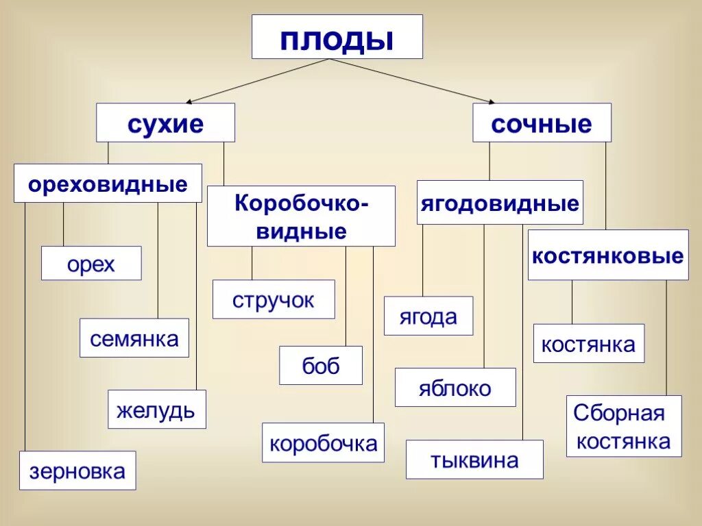 Схема видов таблиц. Плод разнообразие и значение плодов 6 класс биология. Классификация плодов схема с примерами. Схема плодов биология 6 класс. Схема классификации плодов 6 класс биология.