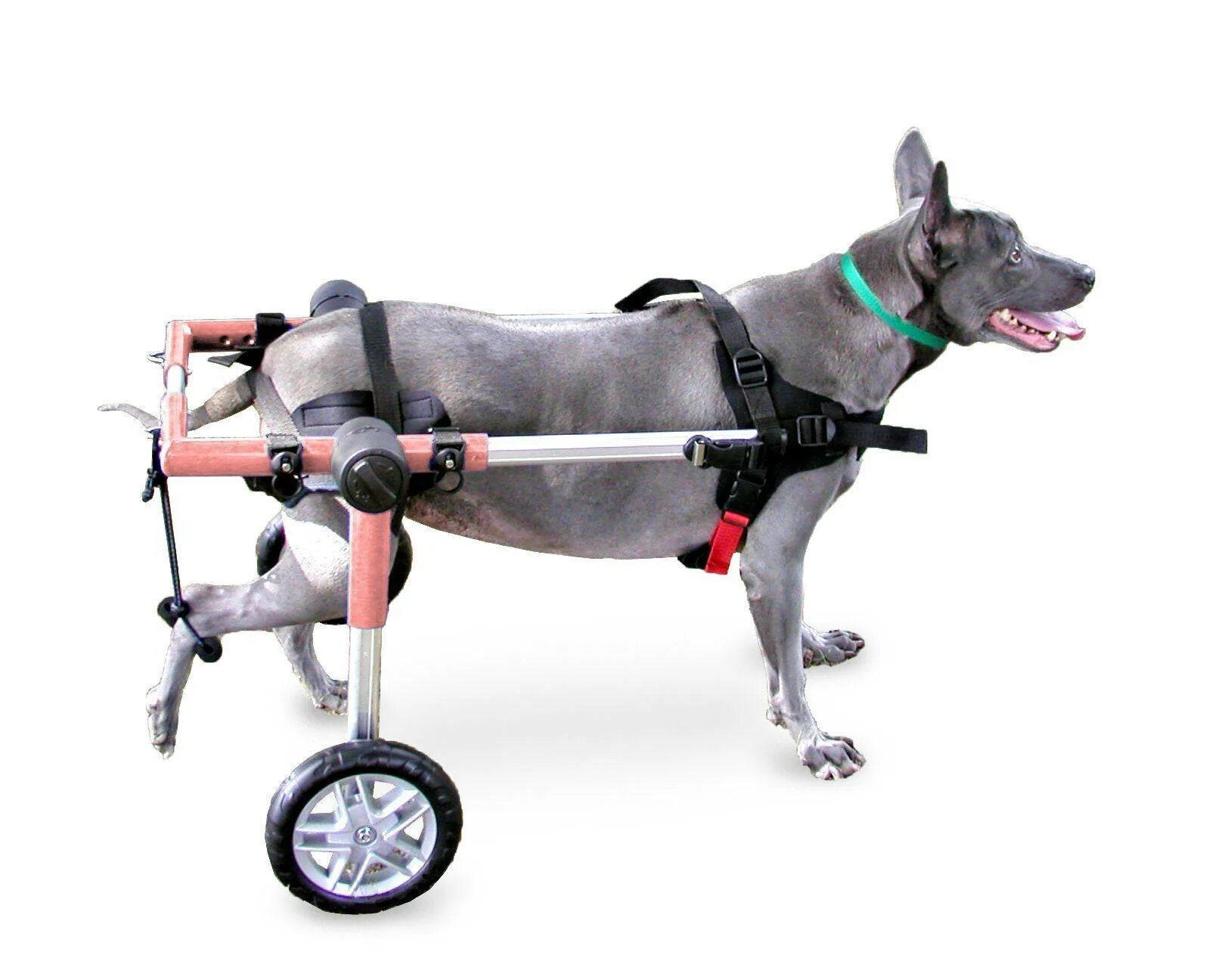 Коляска для собак инвалидов. Инвалидная коляска для собак walkin wheels. инвалидные коляски dog wheelchairs. коляска для собак walkin&#039; wheels. коляска квадро для собак инвалидная.