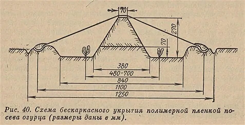 Схема посадки тыквы в открытом грунте расстояние. Схема укрытия эваконаселения на сэп. схема укрытие клиента.