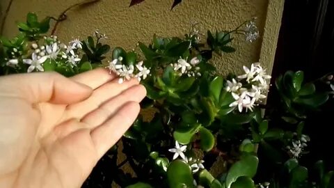 Денежное дерево белые