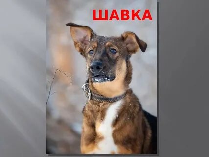Про шавок