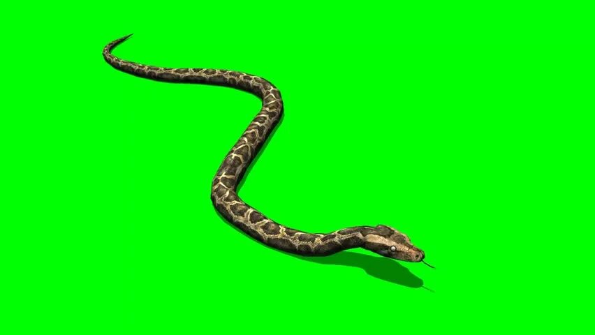 Футаж змей. Футаж змеи. эффект змейки. python футаж. змейка пайтон.