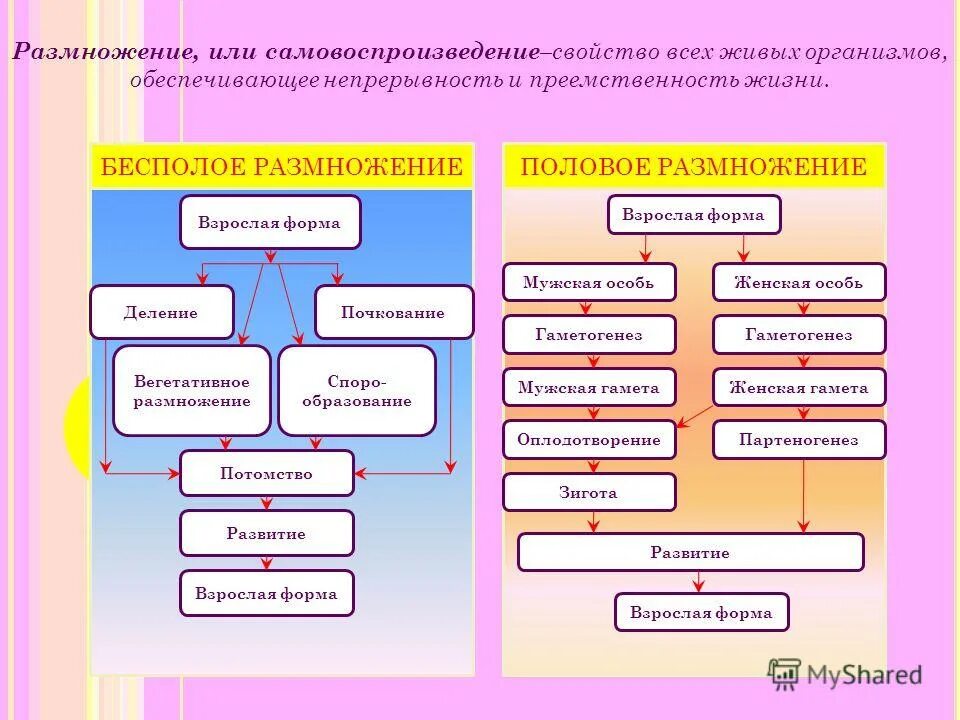 Размножение и развитие 8 класс