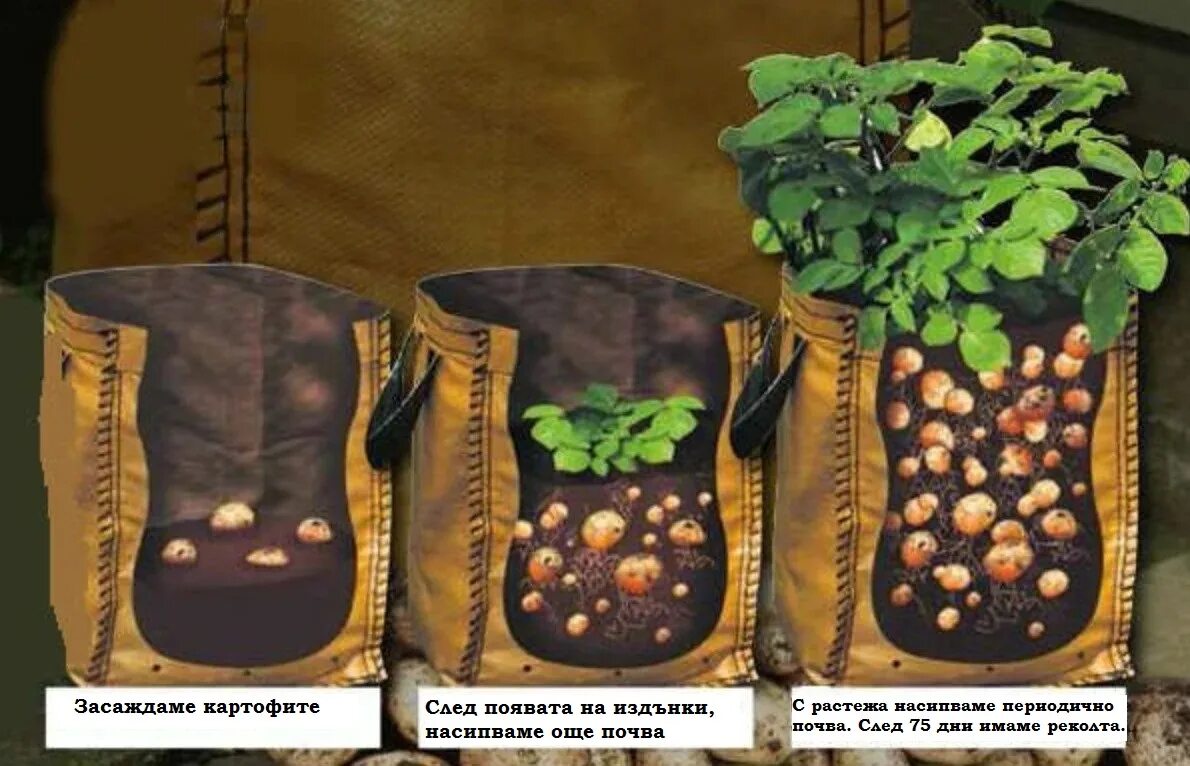 Посадка картошки в домашних условиях. Посадка картофеля в мешках. Вырастить картофель в мешке. Посадка картошки в мешках. Выращивание картофеля в мешках.
