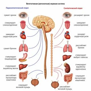Уменьшение потоотделения какая нервная система