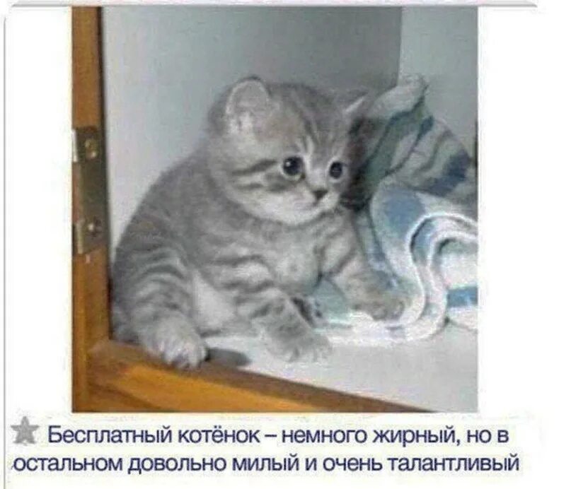Немного кота. Котенок немного жирный но очень. бесплатный котенок немного жирный но в остальном. мем бесплатный котенок немного жирный. котенок немного жирный но талантливый.