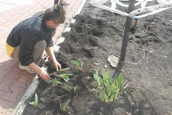 Можно тюльпаны сажать весной в открытый грунт. Пересаживание тюльпанов. Пересаживаем цветущие тюльпаны. Сажать тюльпаны весной в открытый грунт. Как сажать тюльпаны.