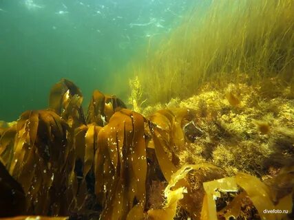 Бурые водоросли белого моря