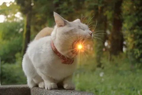 3 кота на солнце
