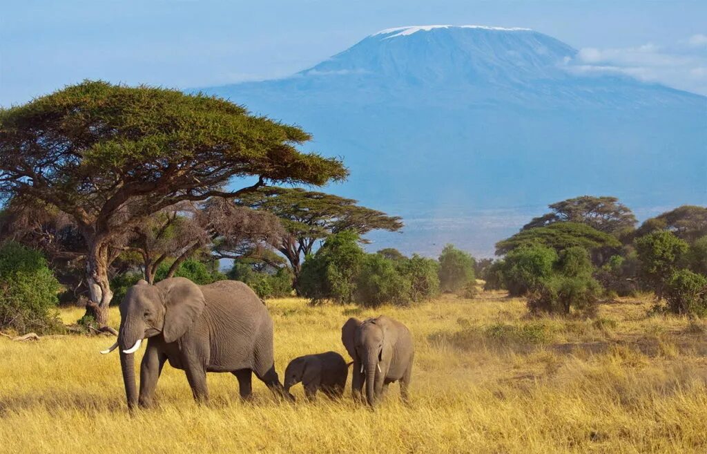 Танзания сафари Килиманджаро. Танзания сафари парк Килиманджаро. Серенгети Килиманджаро. Килиманджаро национальный парк Серенгети. Слон в какой природной зоне