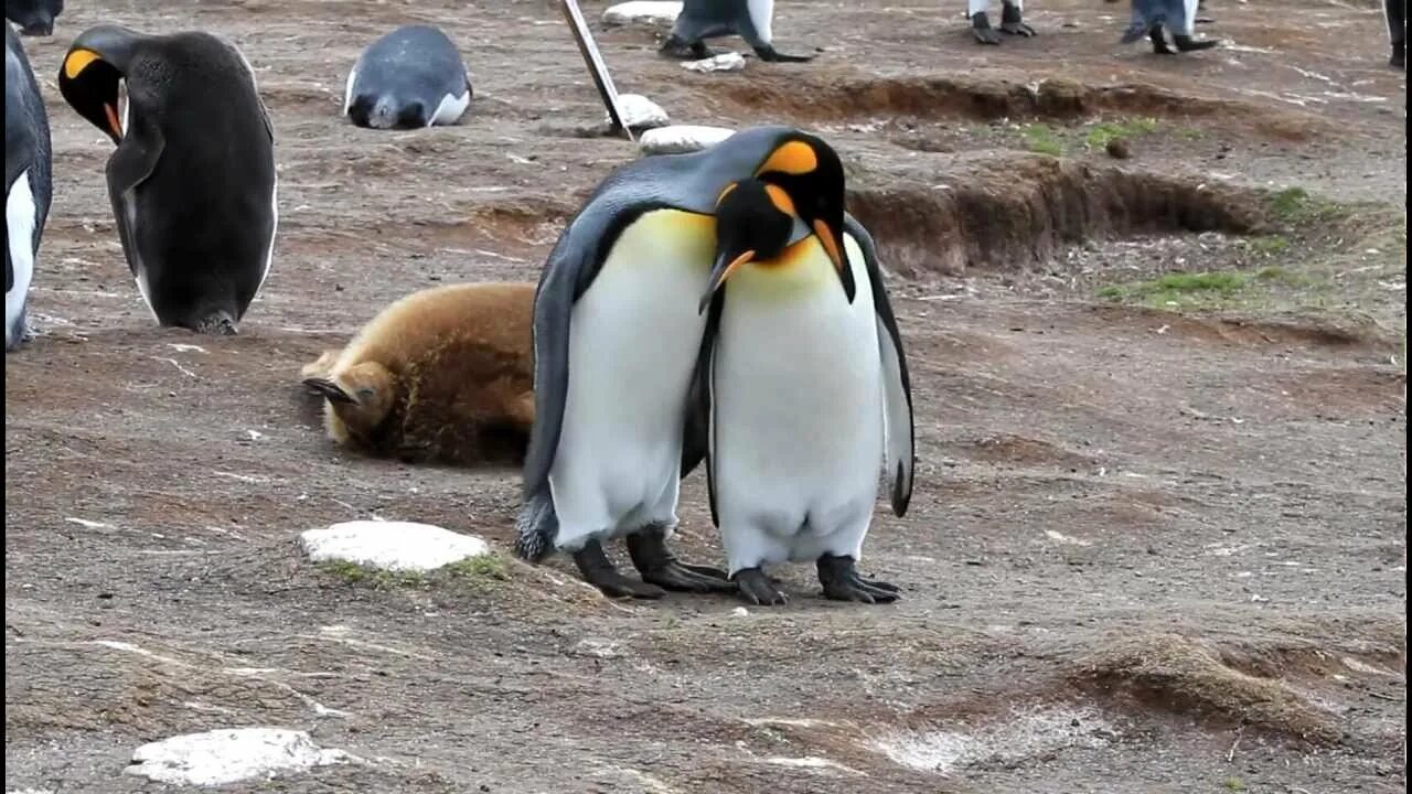 Ролик пингвины