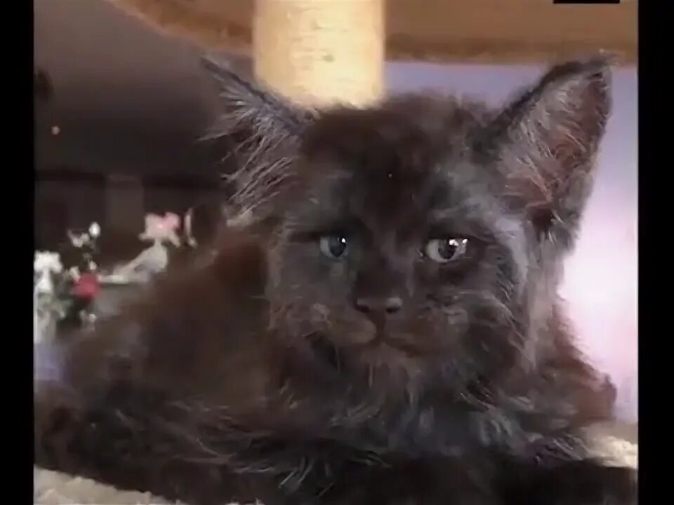 Мем про кота с человеческим лицом Happy #internationalcatday everyone! #whatwedointheshadows Shadow film, Cats, Sh