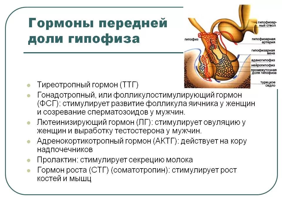 Гормоны передней доли гипофиза. Тиреотропный гормон гипофиза функции. Показатели гормонов при аденоме гипофиза. Тиреотропный гормон гипофиза