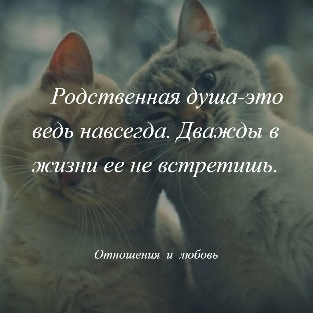 Открытая душа синоним. Родственная душа это ведь навсегда. Родная душа это ведь навсегда. Родственная душа это ведь навсегда дважды в жизни её не встретишь. Родственная душа это ведь навсегда коты.