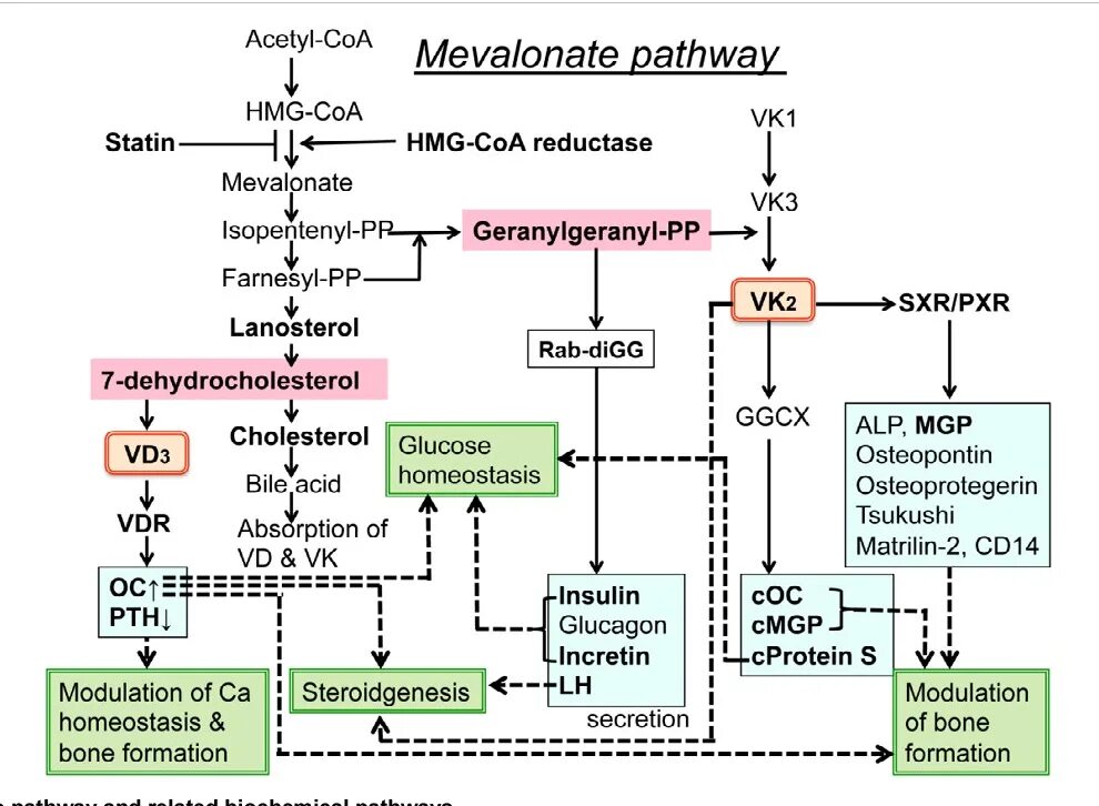 Pathways 2. Mevalonate pathway. biochemical pathways. мевалонатный путь. representative concentration pathway.
