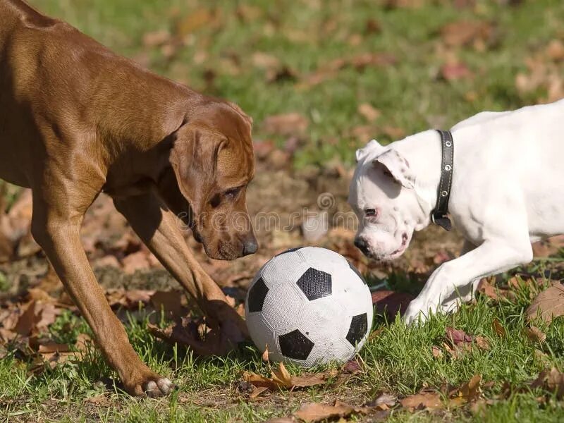 Сыграй животных. Собака играется. Щенок играет. Боливийский саймири. Сыграй животных.