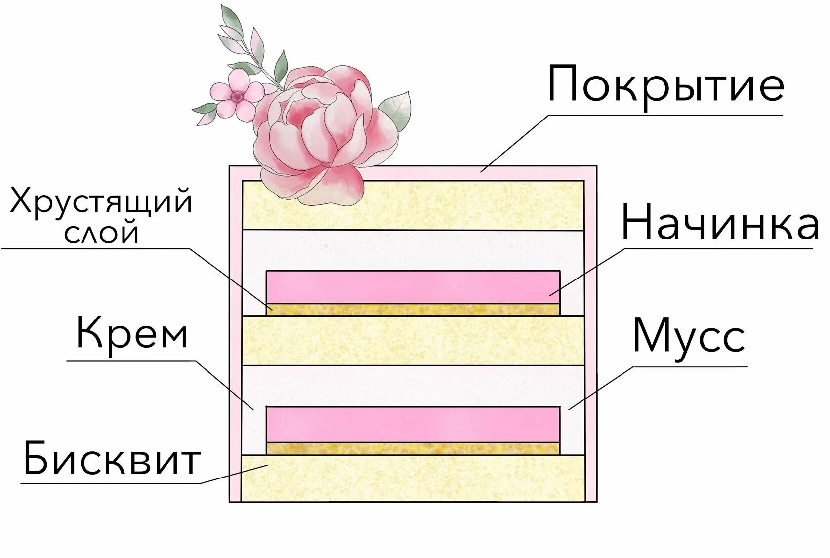 Изображения со слоями. Торт слоями. Слои торта схема. Слои торта в разрезе. Разрезы тортов с описанием.