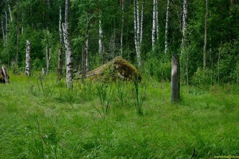 Песня лесная опушка